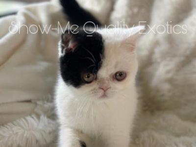 Felix - Exotic - Gallery Photo #1