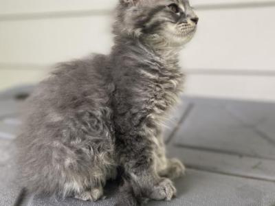Skye's Girls - Maine Coon - Gallery Photo #1