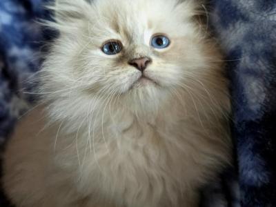 HAMMY - Siberian - Gallery Photo #1