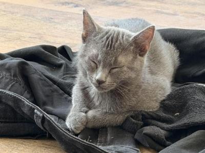 Bluey    Sweet And Loving - Domestic - Gallery Photo #1