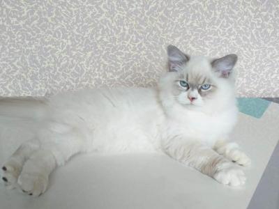 Timmy Stud Age 5 - Siberian - Gallery Photo #1