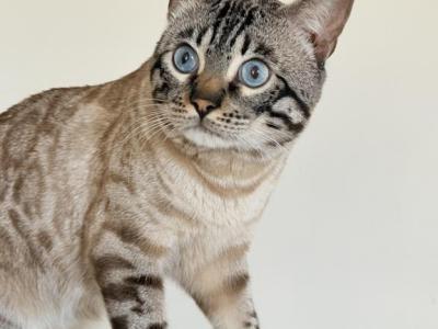 Ice Pearl Bazilik - Bengal - Gallery Photo #1