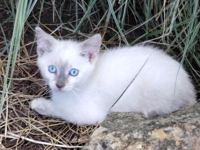 Alice - Domestic - Gallery Photo #1
