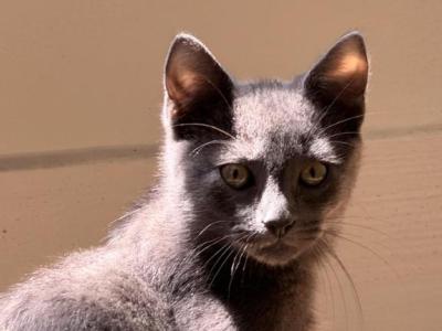 Toulouse Explores Everything - Domestic - Gallery Photo #1