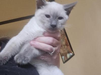 Lilac Point Male - Siamese - Gallery Photo #1