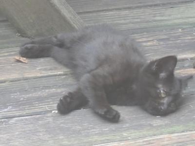 Black Kittens - Domestic - Gallery Photo #1