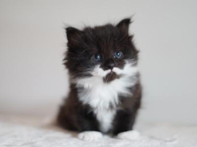 Harold - Siberian - Gallery Photo #1