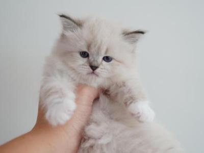 Hester - Siberian - Gallery Photo #1