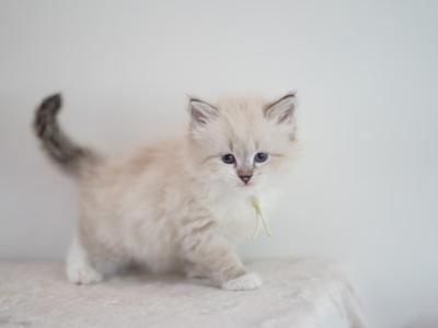 Hattie - Siberian - Gallery Photo #1