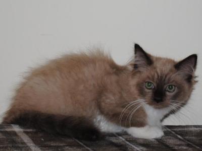 Tara Cheribum Ragdoll - Ragdoll - Gallery Photo #1
