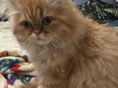 Little Z - Persian - Gallery Photo #1