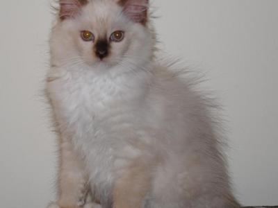 Tristian Cherubim Ragdoll - Ragdoll - Gallery Photo #1