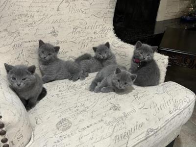 Russian Blue - Russian Blue - Gallery Photo #1
