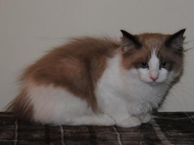 Troy Cherubim Ragdoll - Ragdoll - Gallery Photo #1