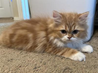 Combo - Persian - Gallery Photo #1