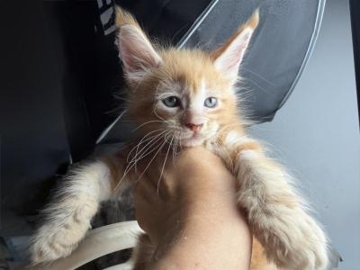 Fred - Maine Coon - Gallery Photo #1