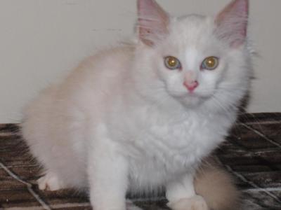 Shiloh Cheribum Ragdoll - Ragdoll - Gallery Photo #1
