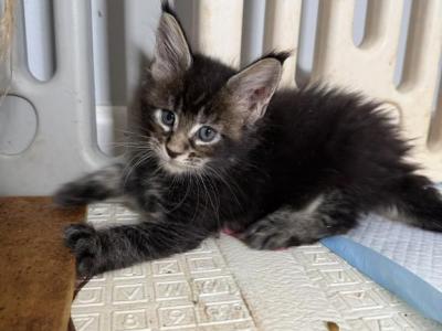 Fluffy - Maine Coon - Gallery Photo #1