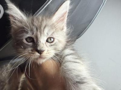 Fiona - Maine Coon - Gallery Photo #1