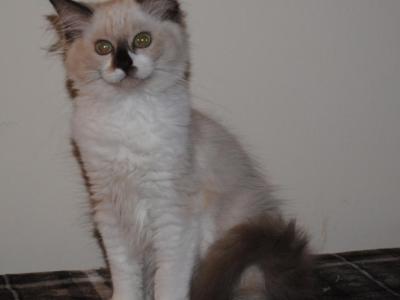 Sabrina Cheribum Ragdoll - Ragdoll - Gallery Photo #1