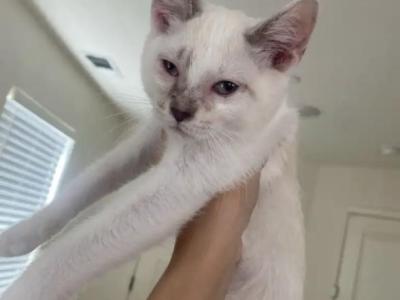 Mellow - Siamese - Gallery Photo #1