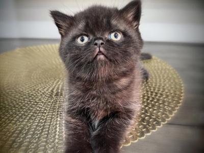 Molly - British Shorthair - Gallery Photo #1