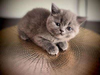 Violet - British Shorthair - Gallery Photo #1