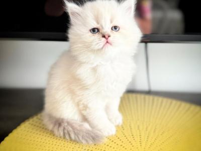 Daisy - Scottish Straight - Gallery Photo #1