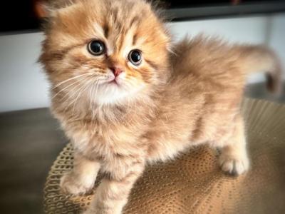 Ranger - Scottish Fold - Gallery Photo #1
