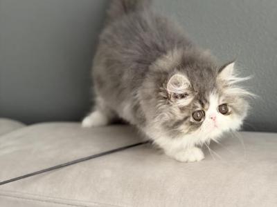 Lilly - Persian - Gallery Photo #1