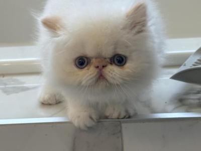Persian - Persian - Gallery Photo #1