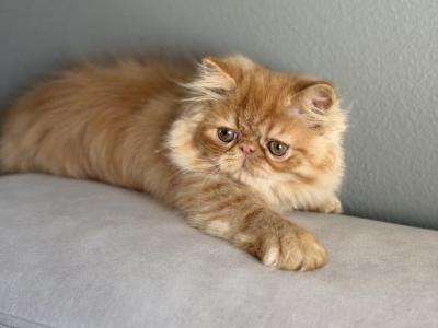 Chesnut - Persian - Gallery Photo #1