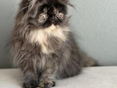Zoe - Persian - Gallery Photo #1