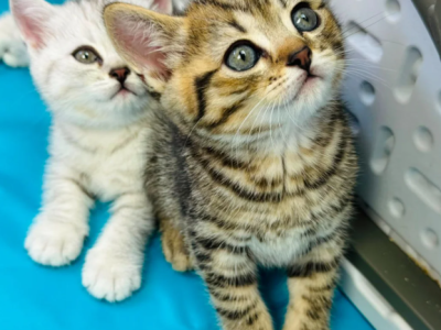 Kittens For Sale - British Shorthair - Gallery Photo #1