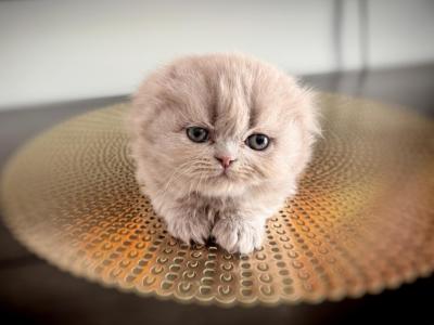 Coco - Scottish Fold - Gallery Photo #1