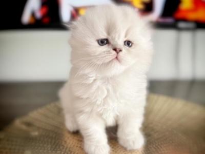 Snowball - Scottish Fold - Gallery Photo #1