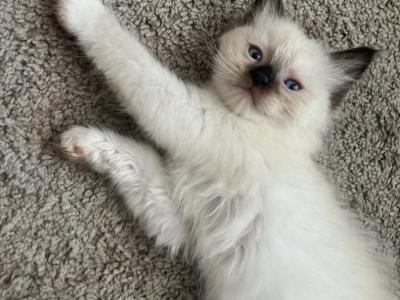RESERVED Kats Ravishing Ragdolls READY TUESDAY - Ragdoll - Gallery Photo #1