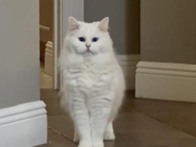 Sunni - Ragdoll - Gallery Photo #1