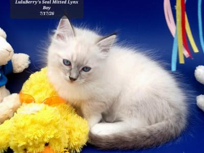 Seal Mitted Lynx Boy - Ragdoll - Gallery Photo #1