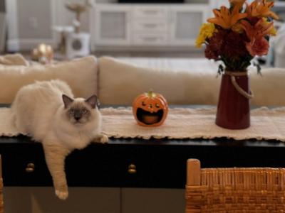 Blue - Ragdoll - Gallery Photo #1