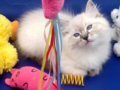 Seal Point Lynx Boy - Ragdoll - Gallery Photo #1