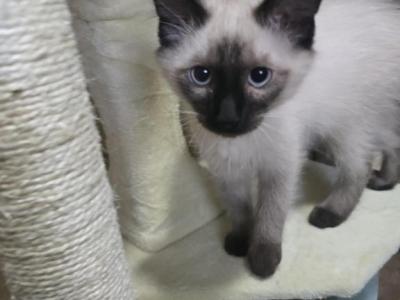 Seal Point Siamese Kittens - Siamese - Gallery Photo #1