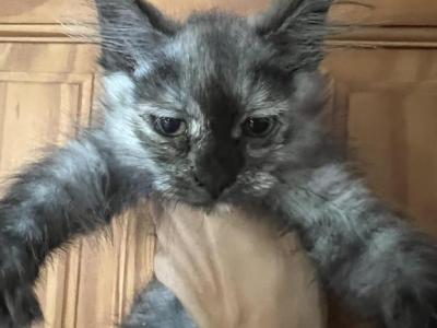 Silver Tabby - Maine Coon - Gallery Photo #1