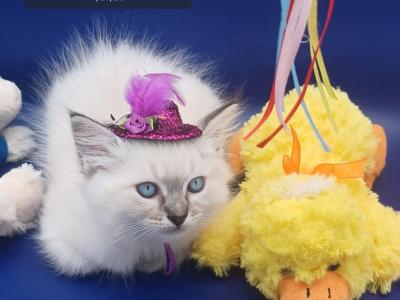 Seal Point Lynx Girl Reserved - Ragdoll - Gallery Photo #1
