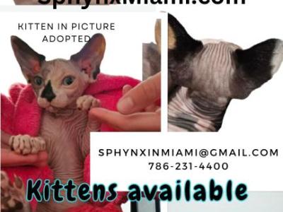 Bambino - Sphynx - Gallery Photo #1