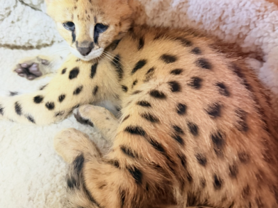 Waiting For Loving Owner - Savannah - Gallery Photo #1