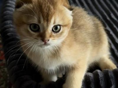 Purebred Scottish Fold Male Kittens - Scottish Fold - Gallery Photo #1