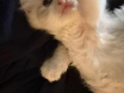 Ragdoll Kitties - Ragdoll - Gallery Photo #1