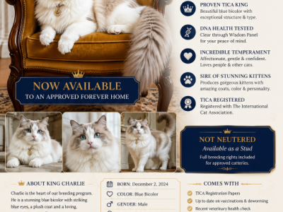 GORGEOUS CHARLIE - Ragdoll - Gallery Photo #1