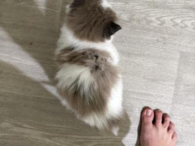 Stella - Ragdoll - Gallery Photo #1
